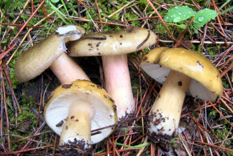 Russula di pineta marittima